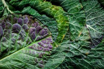 Patterns in Nature